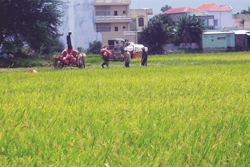 Đồng bào Chăm ở Ninh Thuận có truyền thống canh tác lúa nước nên năng suất và sản lượng mỗi năm đều tăng cao, bình quân đạt trên 60 tạ/ha