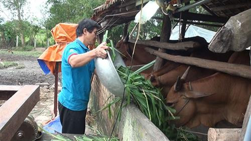 Từ nguồn vốn vay Ngân hàng, nông dân Sơn Giang, huyện Sông Hinh (Phú Yên) đã phát triển chăn nuôi bò, cho hiệu quả kinh tế cao. Ảnh: nhandan.com.vn Từ nguồn vốn vay Ngân hàng, nông dân Sơn Giang, huyện Sông Hinh (Phú Yên) đã phát triển chăn nuôi bò, cho hiệu quả kinh tế cao. Ảnh: nhandan.com.vn