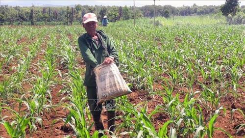 Diện tích chuyển đổi trồng khác từ diện tích cây hồ tiêu bị phá bỏ. Ảnh: Xuân Triệu - TTXVN Diện tích chuyển đổi trồng khác từ diện tích cây hồ tiêu bị phá bỏ. Ảnh: Xuân Triệu - TTXVN