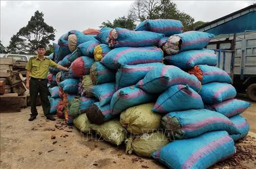 Gần 3,5 tấn vỏ thông bị cơ quan chức năng bắt giữ sáng 8/5/2019. Ảnh: Dư Toán - TTXVN Gần 3,5 tấn vỏ thông bị cơ quan chức năng bắt giữ sáng 8/5/2019. Ảnh: Dư Toán - TTXVN