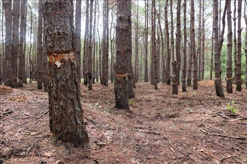 Hàng trăm cây thông bị “bức tử” tại Ban quản lý rừng phòng hộ Mang Yang, tỉnh Gia Lai. Ảnh: Dư Toán - TTXVN Hàng trăm cây thông bị “bức tử” tại Ban quản lý rừng phòng hộ Mang Yang, tỉnh Gia Lai. Ảnh: Dư Toán - TTXVN