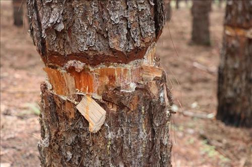 Hàng trăm cây thông bị “bức tử” tại Ban quản lý rừng phòng hộ Mang Yang, tỉnh Gia Lai. Ảnh: Dư Toán - TTXVN Hàng trăm cây thông bị “bức tử” tại Ban quản lý rừng phòng hộ Mang Yang, tỉnh Gia Lai. Ảnh: Dư Toán - TTXVN