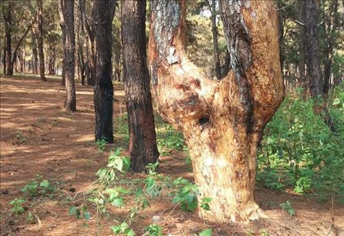 Hàng trăm cây thông thuộc Ban quản lý rừng phòng hộ Bắc Biển Hồ, tỉnh Gia Lai bị róc vỏ. Ảnh: Dư Toán - TTXVN Hàng trăm cây thông thuộc Ban quản lý rừng phòng hộ Bắc Biển Hồ, tỉnh Gia Lai bị róc vỏ. Ảnh: Dư Toán - TTXVN