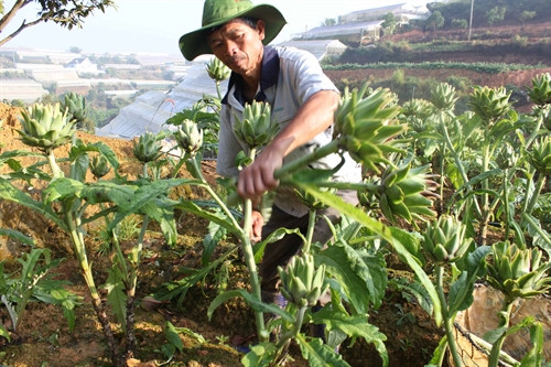 Gia đình ông Tịnh hiện có 1,5ha atisô, mỗi năm cho lợi nhuận khoảng 750 triệu đồng.