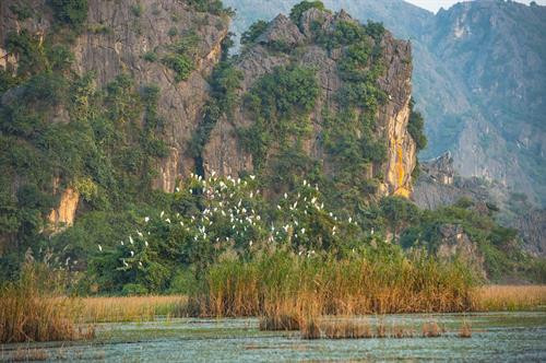 Chiều về trên đầm Vân Long. Cò, vạc và các loại chim nước về đây, sống và kiếm ăn ở hệ sinh thái ngập nước Vân Long vào mùa khô. Mỗi dịp đông đến Vân Long lại tràn ngập sắc trắng của những đàn cò trắng lên đến cả nghìn con bay về trú ngụ tạo nên khung cảnh nên thơ. Hàng nghìn loài chim, cò, vạc các loại tựu về đây, sống chen chúc trên những thảm rừng nguyên sinh trên núi đá vôi, hoặc kiếm sống ở các hệ sinh thái dưới ngập nước… Tiếng kêu của chúng làm xôn xao cả một vùng không gian vốn tĩnh lặng. Mỗi dịp đông đến Vân Long lại tràn ngập sắc trắng của những đàn cò trắng lên đến cả nghìn con bay về trú ngụ ... tạo nên khung cảnh vô cùng nên thơ. Đầm Vân Long Những khu rừng tràm tại Vân Long là nơi trú ngụ của những đàn cò lớn, là nơi ghỉ ngơi của chúng sau mỗi ngày kiếm ăn. Chiều về trên đầm Vân Long. Cò, vạc và các loại chim nước về đây, sống và kiếm ăn ở hệ sinh thái ngập nước Vân Long vào mùa khô. Mỗi dịp đông đến Vân Long lại tràn ngập sắc trắng của những đàn cò trắng lên đến cả nghìn con bay về trú ngụ tạo nên khung cảnh nên thơ. Hàng nghìn loài chim, cò, vạc các loại tựu về đây, sống chen chúc trên những thảm rừng nguyên sinh trên núi đá vôi, hoặc kiếm sống ở các hệ sinh thái dưới ngập nước… Tiếng kêu của chúng làm xôn xao cả một vùng không gian vốn tĩnh lặng. Mỗi dịp đông đến Vân Long lại tràn ngập sắc trắng của những đàn cò trắng lên đến cả nghìn con bay về trú ngụ ... tạo nên khung cảnh vô cùng nên thơ. Đầm Vân Long Những khu rừng tràm tại Vân Long là nơi trú ngụ của những đàn cò lớn, là nơi ghỉ ngơi của chúng sau mỗi ngày kiếm ăn.