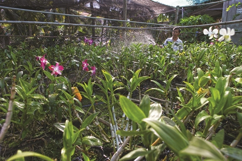 Chăm sóc hoa lan phục vụ thị trường Tết Nguyên đán. Chăm sóc hoa lan phục vụ thị trường Tết Nguyên đán.