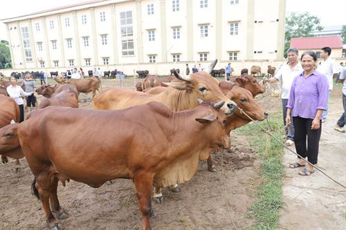 Chỉ tính riêng huyện Ba Vì, nơi có tổng đàn chăn nuôi lớn nhất thành phố Hà Nội, có 41.500 con bò thịt, bò sữa; đã quy hoạch và hình thành 10/31 xã chăn nuôi bò thịt trọng điểm với quy mô bình quân 5 con/hộ.