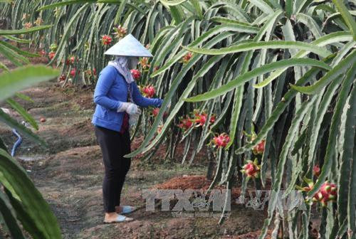 Thanh long đã trở thành cây làm giàu của người nông dân ở Bình Thuận. Ảnh: TTXVN