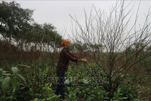 Chị Hà Thị Thủy, thôn Hưng Thắng, xã Cẩm Hưng, huyện Cẩm Xuyên, chăm sóc đào Tết. Ảnh: Hoàng Ngà - TTXVN Chị Hà Thị Thủy, thôn Hưng Thắng, xã Cẩm Hưng, huyện Cẩm Xuyên, chăm sóc đào Tết. Ảnh: Hoàng Ngà - TTXVN