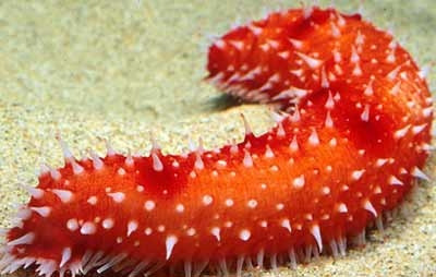 Hải sâm - vị thuốc tuyệt hảo ảnh 1 Hải sâm - vị thuốc tuyệt hảo ảnh 1