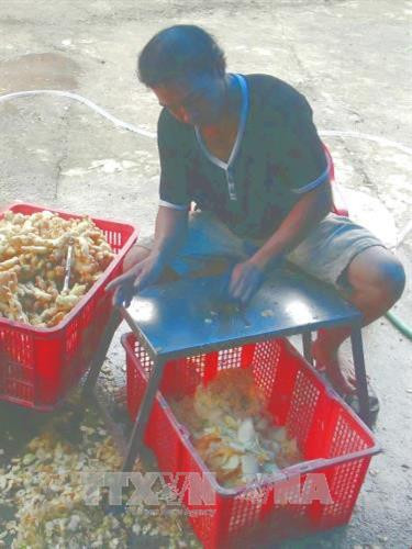 Công đoạn thái gừng thành những miếng mỏng. Ảnh: Trịnh Bang Nhiệm - TTXVN Công đoạn thái gừng thành những miếng mỏng. Ảnh: Trịnh Bang Nhiệm - TTXVN
