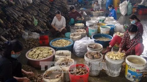 Công đoạn đầu là cạo sạch vỏ gừng, ngâm, rửa trước khi đưa vào thái miếng mỏng. Ảnh: Trịnh Bang Nhiệm - TTXVN