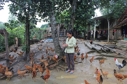 Xuân mới trên bản Rào Tre ảnh 2 Xuân mới trên bản Rào Tre ảnh 2