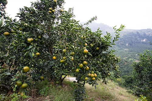 Một vườn cam trên núi đá ở thôn Lăng Đán, xã Phù Lưu (Hàm Yên). Ảnh tuyenquang.gov.vn Một vườn cam trên núi đá ở thôn Lăng Đán, xã Phù Lưu (Hàm Yên). Ảnh tuyenquang.gov.vn
