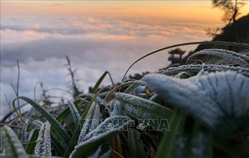 Sương muối phủ trắng trên đỉnh Fansipan ngày 5/12/2019. Ảnh: Quốc Khánh - TTXVN
