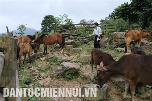 Mô hình nuôi trâu, bò, ngựa của gia đình ông Lỳ Nỏ Pó, người dân tộc Mông ở bản Minh Châu, xã Tri Lễ cho hiệu quả kinh tế cao nhờ biết khai thác tiềm năng địa phương. Ảnh: Nam Sương