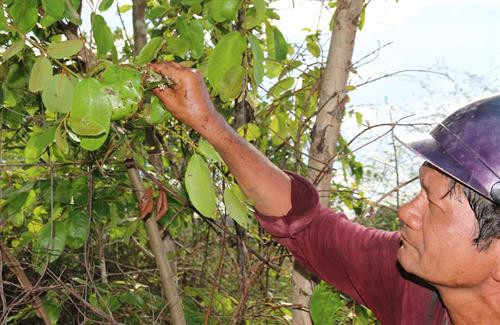 Những thợ săn kiến vàng thường đi dọc suối và tập trung quan sát trên các ngọn cây để tìm tổ kiến. Tổ kiến được những con kiến vàng to, vàng ươm, bụng căng mọng bảo vệ. Những tổ kiến nhỏ ở gần mặt đất, thợ săn kiến dễ dàng bắt cả tổ mang về. Những tổ kiến vàng có kích thước “khủng” thường được làm trên cây cao, thợ săn kiến phải leo lên mới bắt được tổ. Tuy nhiên việc bắt kiến không phải lúc nào cũng suôn sẻ. Tổ kiến bị vỡ, kiến tràn ra ngoài. Kiến vàng trưởng thành, kiến con, trứng kiến nằm lăn lóc trên đất. Ông Nay Mơ (buôn Chư Krih, xã Chư Drăng, huyện Krông Pa) dùng tay không bắt kiến. Cả tổ kiến được bắt bỏ vào bao mang sẵn. Kiến vàng và trứng kiến được rang sơ trên chảo nóng rồi loại bỏ phần rác, lá cây. Kiến vàng và trứng kiến đã được làm sạch, chuẩn bị chế biến muối kiến vàng. Kiến vàng và trứng kiến được giã cùng một số gia vị khác như muối, ớt rừng, lá thèn len… Muối kiến vàng có vị chua, mặn nên có thể ăn không hoặc ăn chung với cơm trắng, rau luộc, thịt luộc, thịt bò….. Những thợ săn kiến vàng thường đi dọc suối và tập trung quan sát trên các ngọn cây để tìm tổ kiến. Tổ kiến được những con kiến vàng to, vàng ươm, bụng căng mọng bảo vệ. Những tổ kiến nhỏ ở gần mặt đất, thợ săn kiến dễ dàng bắt cả tổ mang về. Những tổ kiến vàng có kích thước “khủng” thường được làm trên cây cao, thợ săn kiến phải leo lên mới bắt được tổ. Tuy nhiên việc bắt kiến không phải lúc nào cũng suôn sẻ. Tổ kiến bị vỡ, kiến tràn ra ngoài. Kiến vàng trưởng thành, kiến con, trứng kiến nằm lăn lóc trên đất. Ông Nay Mơ (buôn Chư Krih, xã Chư Drăng, huyện Krông Pa) dùng tay không bắt kiến. Cả tổ kiến được bắt bỏ vào bao mang sẵn. Kiến vàng và trứng kiến được rang sơ trên chảo nóng rồi loại bỏ phần rác, lá cây. Kiến vàng và trứng kiến đã được làm sạch, chuẩn bị chế biến muối kiến vàng. Kiến vàng và trứng kiến được giã cùng một số gia vị khác như muối, ớt rừng, lá thèn len… Muối kiến vàng có vị chua, mặn nên có thể ăn không hoặc ăn chung với cơm trắng, rau luộc, thịt luộc, thịt bò…..