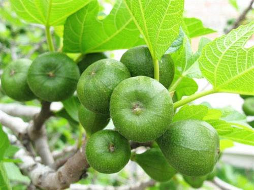 Các món ăn chế biến từ trái vả - đặc sản ẩm thực đất Cố đô ảnh 1 Các món ăn chế biến từ trái vả - đặc sản ẩm thực đất Cố đô ảnh 1