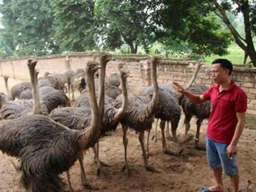 Đà điểu cần được chăm sóc đúng cách. Ảnh: wikiohana.net Đà điểu cần được chăm sóc đúng cách. Ảnh: wikiohana.net