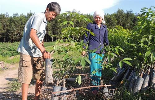 Nhiều gia đình nghèo ở huyện Ngọc Hồi (Kon Tum) đã được cấp cây giống phát triển cao-su tiểu điền để thoát nghèo. Nhiều gia đình nghèo ở huyện Ngọc Hồi (Kon Tum) đã được cấp cây giống phát triển cao-su tiểu điền để thoát nghèo.
