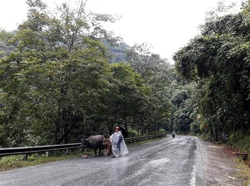 Nông dân dự trữ thức ăn cho gia súc dọc đường đi tránh rét. Ảnh: Hương Thu - TTXVN Nông dân dự trữ thức ăn cho gia súc dọc đường đi tránh rét. Ảnh: Hương Thu - TTXVN
