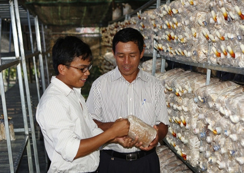 Mô hình trồng nấm ứng dụng công nghệ cao tại huyện Cư M’Gar. Mô hình trồng nấm ứng dụng công nghệ cao tại huyện Cư M’Gar.