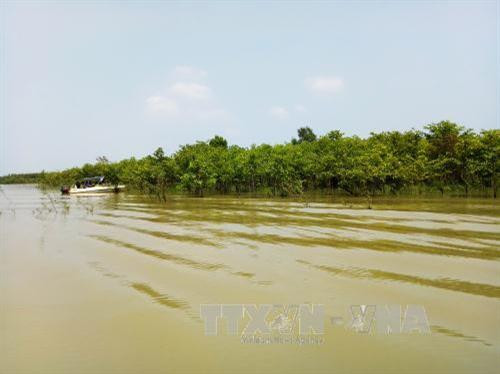 Cánh rừng cây gáo nước mọc xanh mướt tại hồ thủy điện Cần Đơn, tỉnh Bình Phước. Ảnh: Dương Chí Tưởng-TTXVN