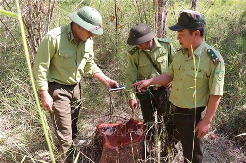 Hiện trường vụ phá rừng và hành hung các bộ quản lý, bảo vệ rừng của Vườn quốc gia Yok Đôn xảy ra ngày 18/12/2019. Ảnh: Tuấn Anh - TTXVN Hiện trường vụ phá rừng và hành hung các bộ quản lý, bảo vệ rừng của Vườn quốc gia Yok Đôn xảy ra ngày 18/12/2019. Ảnh: Tuấn Anh - TTXVN