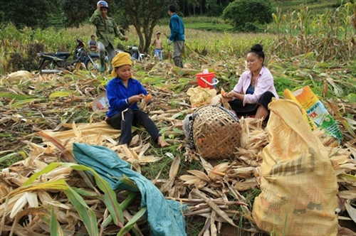 Mùa thu hoạch ngô ở huyện Văn Chấn