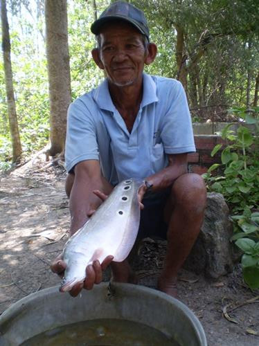 Cá thát lát cườm, trọng lượng càng lớn càng có giá. Ảnh: nongnghiep.vn Cá thát lát cườm, trọng lượng càng lớn càng có giá. Ảnh: nongnghiep.vn