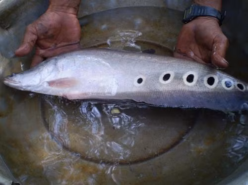 Cá thát lát cườm sắp thu hoạch. Ảnh: nongnghiep.vn