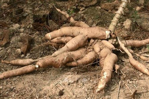 Khi mắc bệnh, năng suất và độ bột của củ sắn sẽ bị giảm từ 20 - 40% so với thông thường. Ảnh: Lê Xuân-TTXVN