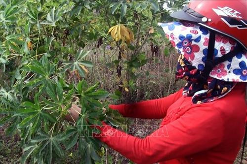 Khi có bệnh, lá sắn thường có biểu hiện bị vàng và hơi xoăn. Ảnh: Lê Xuân-TTXVN