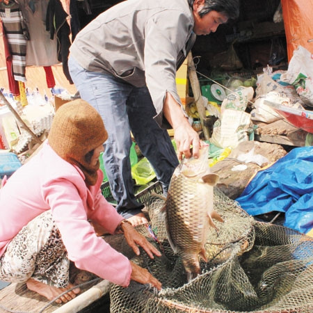Loại cá chép trên hồ thủy điện Đồng Nai 3 có con nặng tới 7 đến 8 kg Loại cá chép trên hồ thủy điện Đồng Nai 3 có con nặng tới 7 đến 8 kg