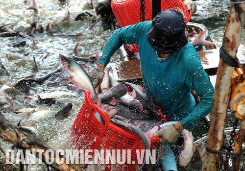 Thu hoạch cá tra thương phẩm tại vùng nuôi cá tra của công ty TNHH thủy sản Đại Đại Thành tại xã Thạnh Hưng, Thị xã Kiến Tường, tỉnh Long An. Ảnh: An Hiếu