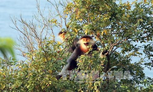 Loài Voọc chà vá chân nâu đang sinh sống trên bán đảo Sơn Trà. Ảnh: Trần Lê Lâm - TTXVN Loài Voọc chà vá chân nâu đang sinh sống trên bán đảo Sơn Trà. Ảnh: Trần Lê Lâm - TTXVN