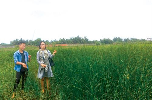 Tiến sỹ Buôn Krông Tuyết Nhung bên ruộng cói của anh Nguyễn Duy ở xã Ea Nuôl, huyện Buôn Đôn (Đắk Lắk) Tiến sỹ Buôn Krông Tuyết Nhung bên ruộng cói của anh Nguyễn Duy ở xã Ea Nuôl, huyện Buôn Đôn (Đắk Lắk)