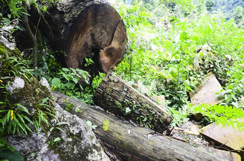 Những cây gỗ nghiến cổ thụ có đường kính lớn đã bị lâm tặc chặt hạ Những cây gỗ nghiến cổ thụ có đường kính lớn đã bị lâm tặc chặt hạ