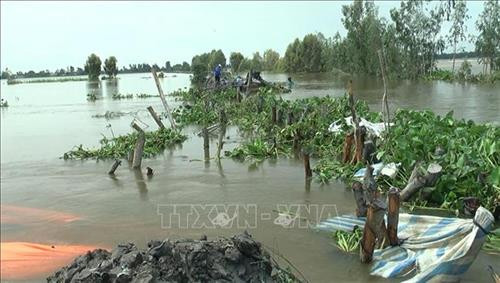 Vỡ đê bao, gần 150 ha lúa bị chìm trong nước. Ảnh: Chương Đài - TTXVN Vỡ đê bao, gần 150 ha lúa bị chìm trong nước. Ảnh: Chương Đài - TTXVN