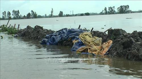 Đồng Tháp vỡ đê bao. Ảnh: Chương Đài - TTXVN Đồng Tháp vỡ đê bao. Ảnh: Chương Đài - TTXVN