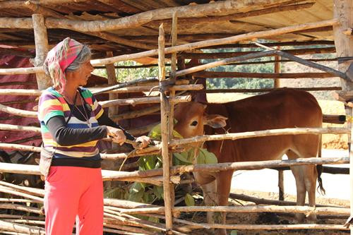 Đồng bào dân tộc La Hủ chăm sóc đàn bò từ nguồn vốn giảm nghèo. Ảnh: Quang Duy-TTXVN Đồng bào dân tộc La Hủ chăm sóc đàn bò từ nguồn vốn giảm nghèo. Ảnh: Quang Duy-TTXVN
