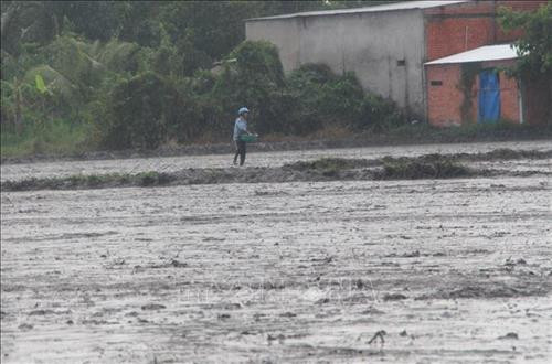 Nông dân huyện Vị Thủy (Hậu Giang) xuống giống lúa Đông Xuân. Ảnh: Hồng Thái - TTXVN