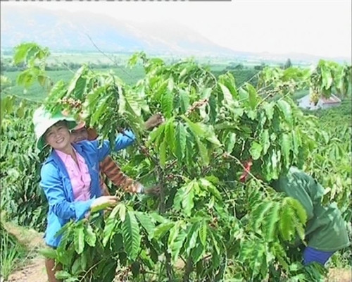 Kỹ thuật tỉa cành cây cà phê