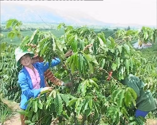Kỹ thuật tỉa cành cây cà phê Kỹ thuật tỉa cành cây cà phê