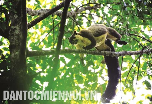 Loài Sóc đen trong Khu bảo tồn thiên nhiên Tà Đùng Loài Sóc đen trong Khu bảo tồn thiên nhiên Tà Đùng