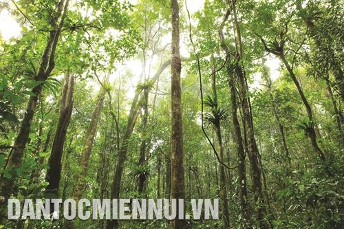 Lớp thảm thực vật rừng rộng lớn tạo điều kiện cho các loài động vật sinh sống và phát triển Lớp thảm thực vật rừng rộng lớn tạo điều kiện cho các loài động vật sinh sống và phát triển