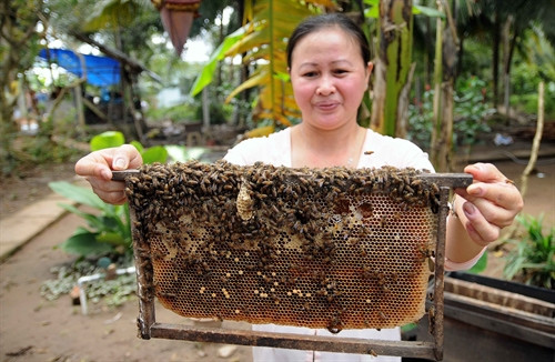 Giới thiệu mô hình nuôi ong mật tại cơ sở mật ong Kỳ Lân, cù lao Thới Sơn. Giới thiệu mô hình nuôi ong mật tại cơ sở mật ong Kỳ Lân, cù lao Thới Sơn.
