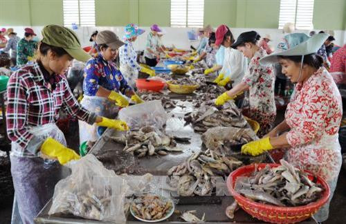 Sơ chế cá tại một doanh nghiệp sản xuất thủy hải sản xuất khẩu của thị trấn Định An, Huyện Trà Cú, tỉnh Trà Vinh. Ảnh: An Hiếu – TTXVN