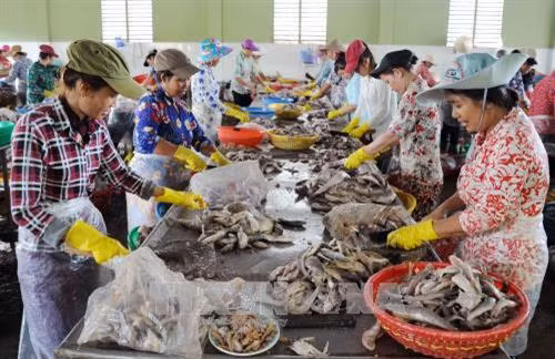 Sơ chế cá tại một doanh nghiệp sản xuất thủy hải sản xuất khẩu của thị trấn Định An, Huyện Trà Cú, tỉnh Trà Vinh. Ảnh: An Hiếu – TTXVN