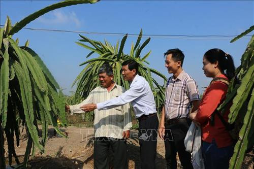 Ông Phan Văn Phụ cùng khách tham qua vườn thanh long Ảnh: Thanh Bình - TTXVN Ông Phan Văn Phụ cùng khách tham qua vườn thanh long Ảnh: Thanh Bình - TTXVN